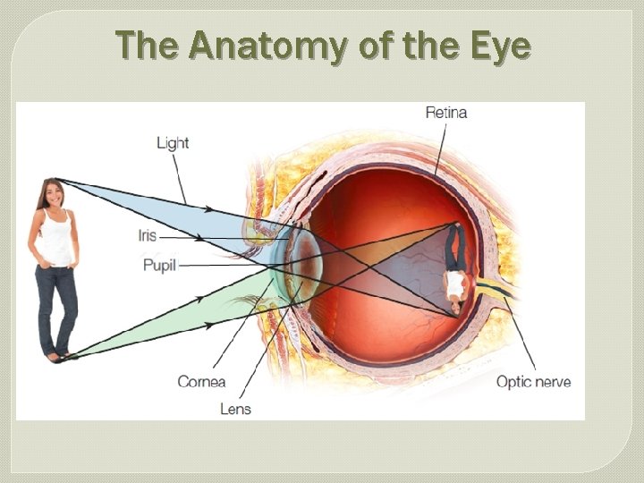 The Anatomy of the Eye 