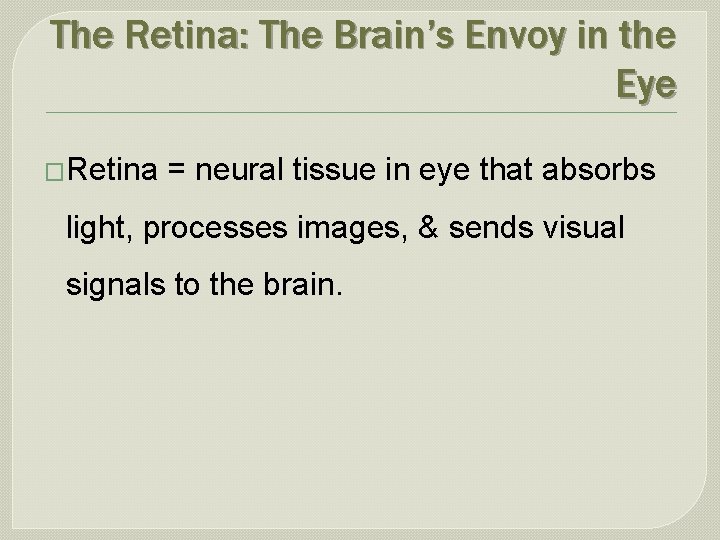 The Retina: The Brain’s Envoy in the Eye �Retina = neural tissue in eye