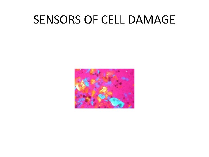 SENSORS OF CELL DAMAGE 
