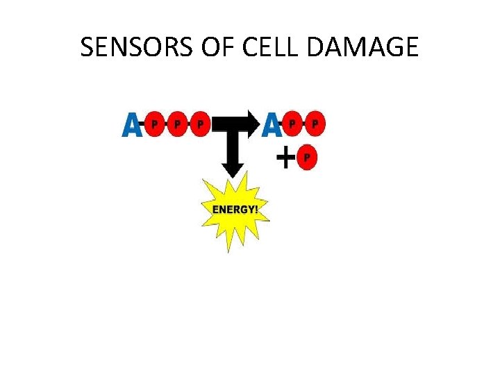 SENSORS OF CELL DAMAGE 