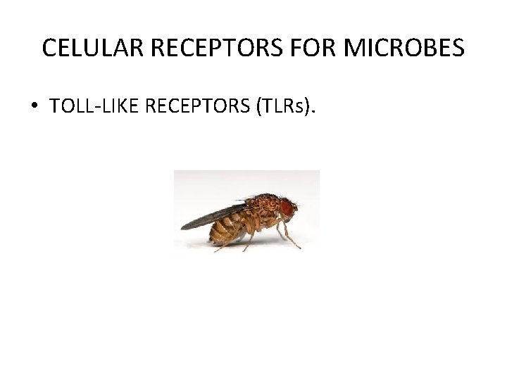 CELULAR RECEPTORS FOR MICROBES • TOLL-LIKE RECEPTORS (TLRs). 