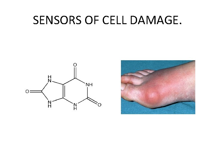 SENSORS OF CELL DAMAGE. 