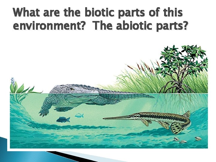 What are the biotic parts of this environment? The abiotic parts? 