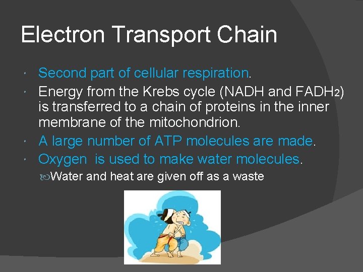Electron Transport Chain Second part of cellular respiration. Energy from the Krebs cycle (NADH