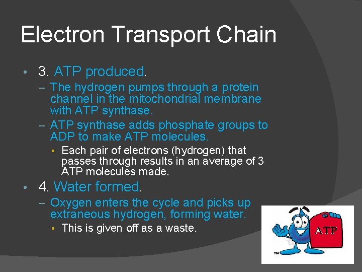 Electron Transport Chain • 3. ATP produced. – The hydrogen pumps through a protein