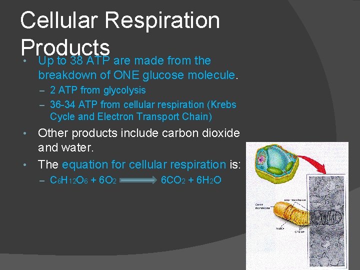 Cellular Respiration Products • Up to 38 ATP are made from the breakdown of