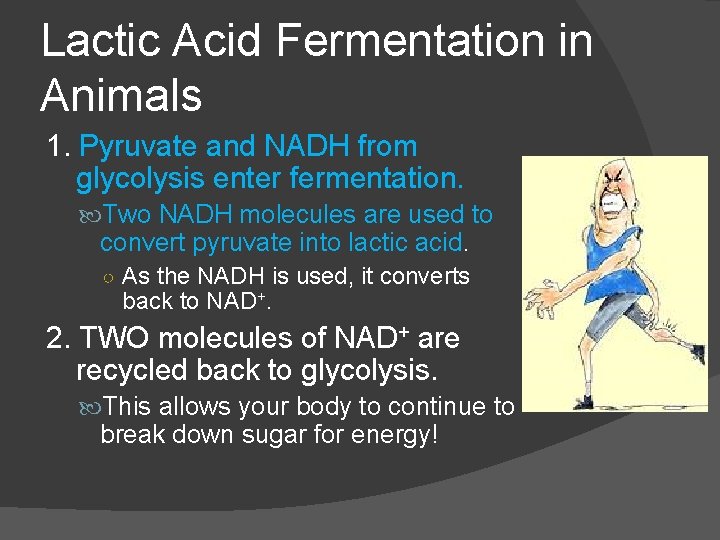 Lactic Acid Fermentation in Animals 1. Pyruvate and NADH from glycolysis enter fermentation. Two