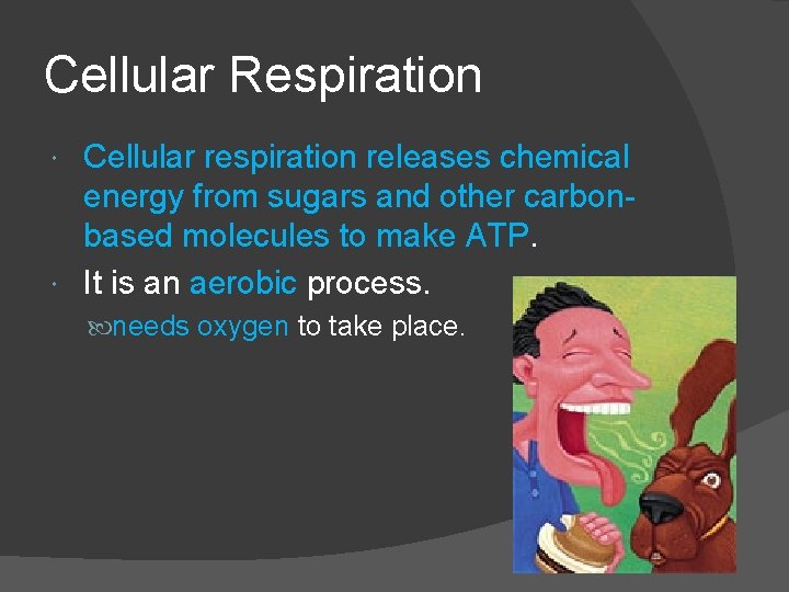 Cellular Respiration Cellular respiration releases chemical energy from sugars and other carbonbased molecules to