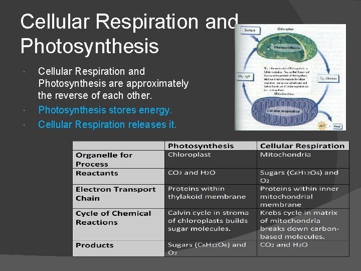 Cellular Respiration and Photosynthesis Cellular Respiration and Photosynthesis are approximately the reverse of each