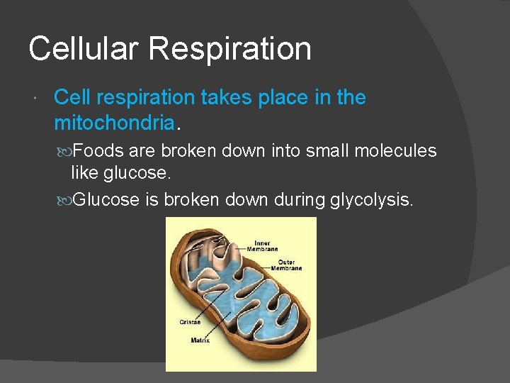 Cellular Respiration Cell respiration takes place in the mitochondria. Foods are broken down into
