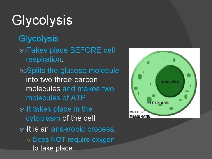 Glycolysis Takes place BEFORE cell respiration. Splits the glucose molecule into two three-carbon molecules