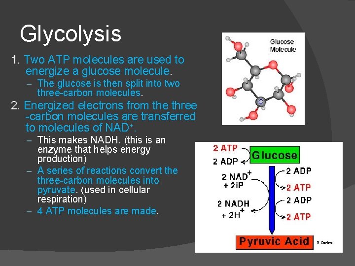 Glycolysis 1. Two ATP molecules are used to energize a glucose molecule. – The