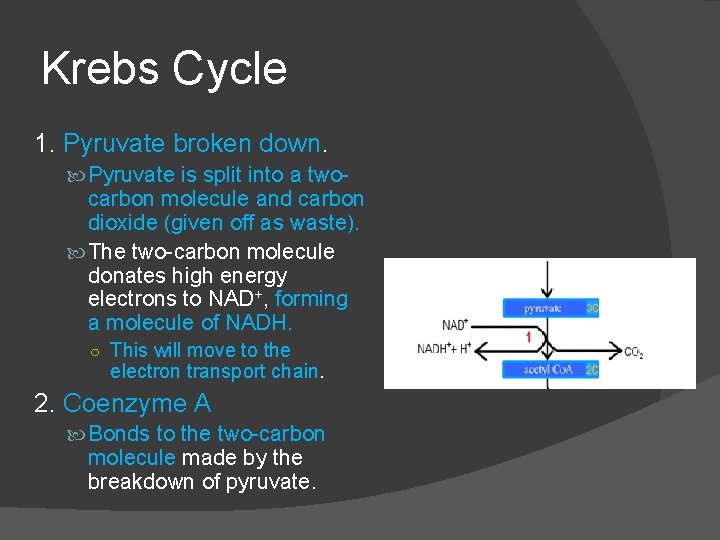 Krebs Cycle 1. Pyruvate broken down. Pyruvate is split into a two- carbon molecule