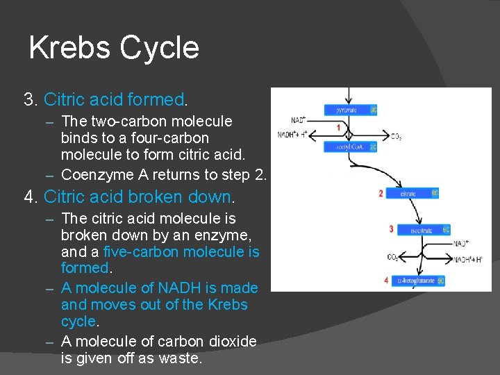Krebs Cycle 3. Citric acid formed. – The two-carbon molecule binds to a four-carbon