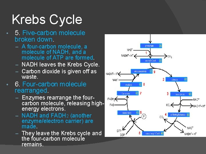 Krebs Cycle • 5. Five-carbon molecule broken down. – A four-carbon molecule, a molecule