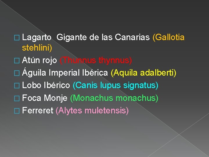 � Lagarto Gigante de las Canarias (Gallotia stehlini) � Atún rojo (Thunnus thynnus) �