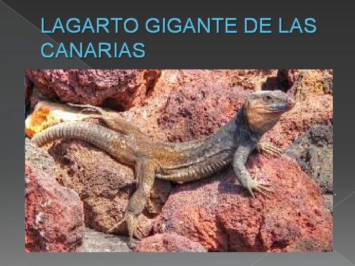 LAGARTO GIGANTE DE LAS CANARIAS En peligro crítico debido a los incendios y a