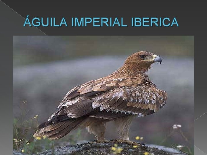 ÁGUILA IMPERIAL IBERICA � � � � en 2011 se estimó una población de