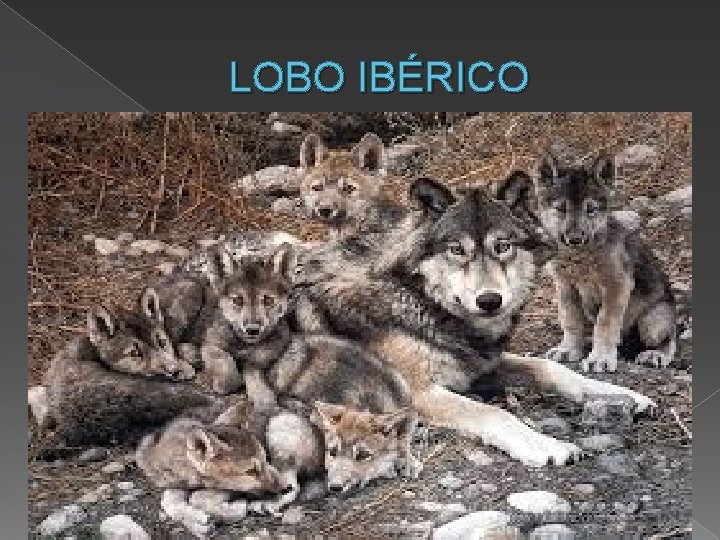 LOBO IBÉRICO Canis lupus signatus largos y puntiagudos dientes caninos o colmillos y sus