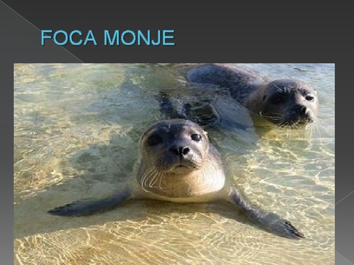FOCA MONJE La foca monje del Mediterráneo se encuentra en grave peligro de extinción.