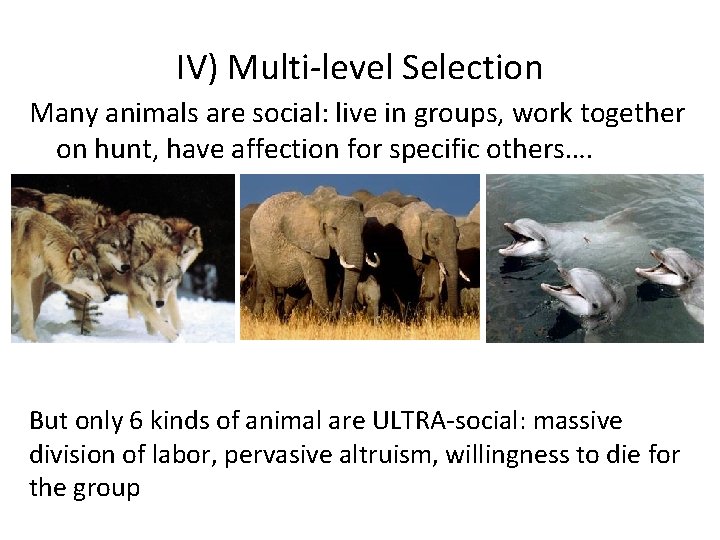 IV) Multi-level Selection Many animals are social: live in groups, work together on hunt,