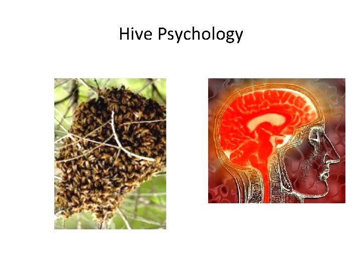 Hive Psychology 