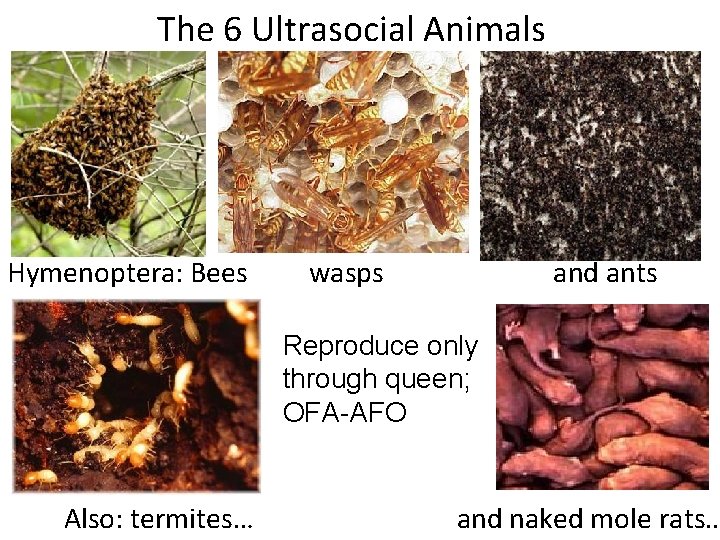 The 6 Ultrasocial Animals Hymenoptera: Bees wasps and ants Reproduce only through queen; OFA-AFO