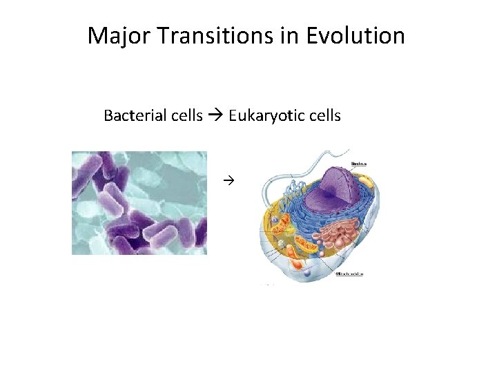 Major Transitions in Evolution Bacterial cells Eukaryotic cells 