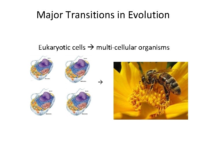 Major Transitions in Evolution Eukaryotic cells multi-cellular organisms 