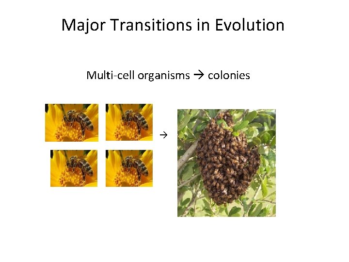 Major Transitions in Evolution Multi-cell organisms colonies 