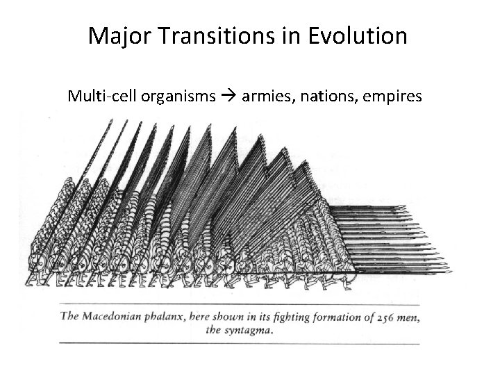 Major Transitions in Evolution Multi-cell organisms armies, nations, empires 