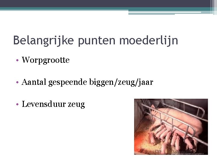 Belangrijke punten moederlijn • Worpgrootte • Aantal gespeende biggen/zeug/jaar • Levensduur zeug 