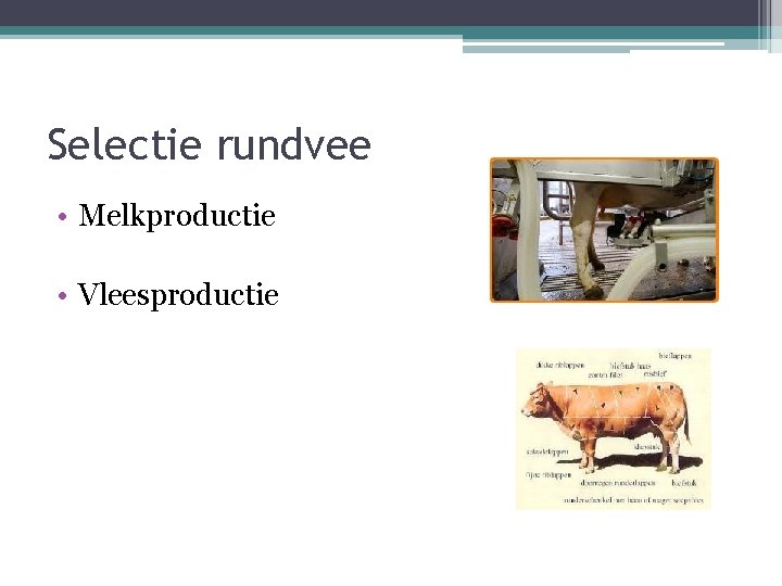 Selectie rundvee • Melkproductie • Vleesproductie 