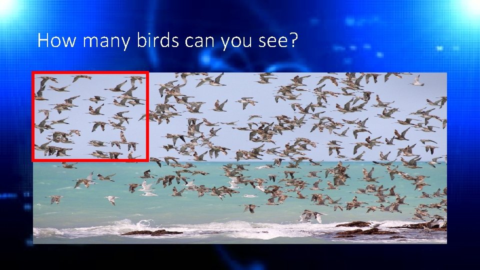 How many birds can you see? 