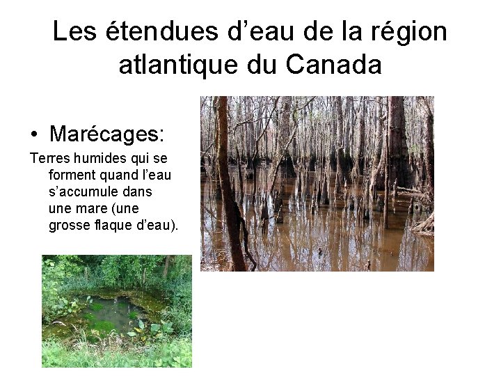 Les étendues d’eau de la région atlantique du Canada • Marécages: Terres humides qui