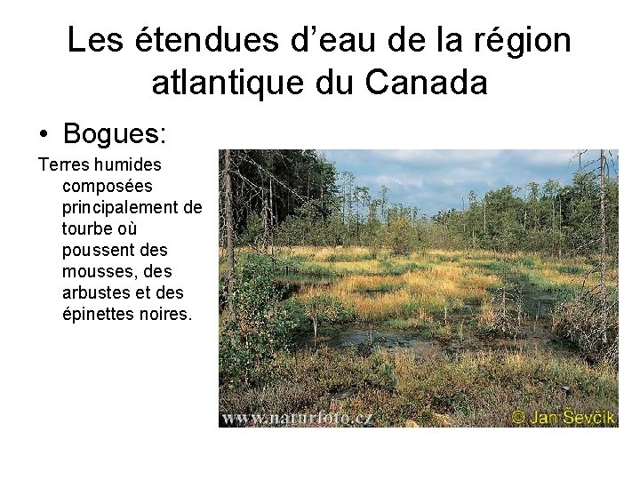 Les étendues d’eau de la région atlantique du Canada • Bogues: Terres humides composées