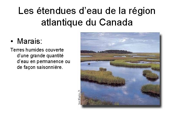 Les étendues d’eau de la région atlantique du Canada • Marais: Terres humides couverte