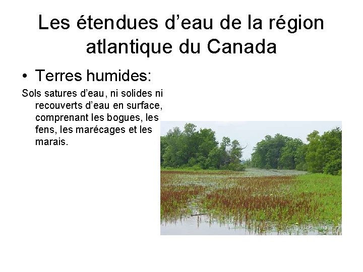 Les étendues d’eau de la région atlantique du Canada • Terres humides: Sols satures