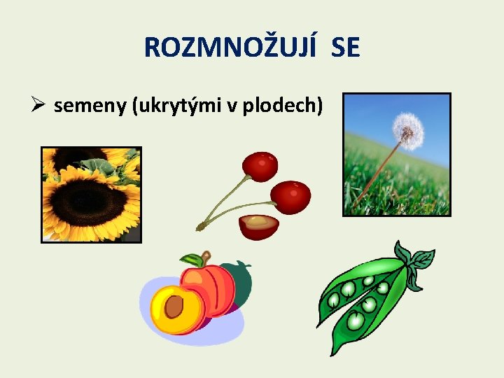 ROZMNOŽUJÍ SE Ø semeny (ukrytými v plodech) 