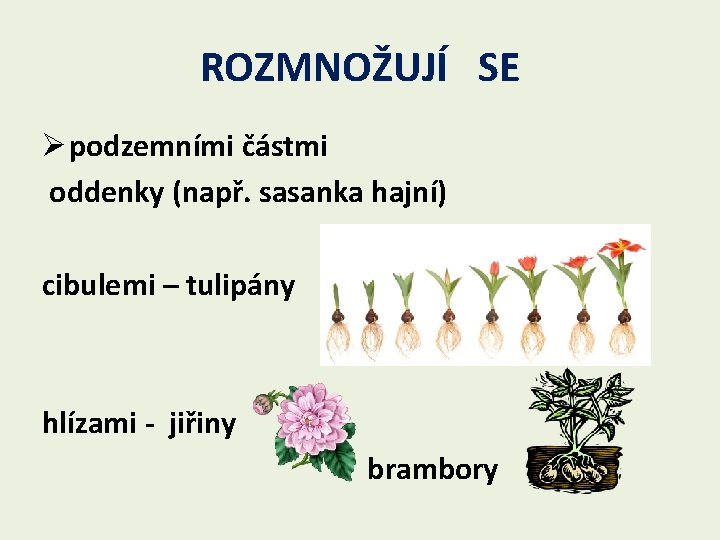 ROZMNOŽUJÍ SE Ø podzemními částmi oddenky (např. sasanka hajní) cibulemi – tulipány hlízami -