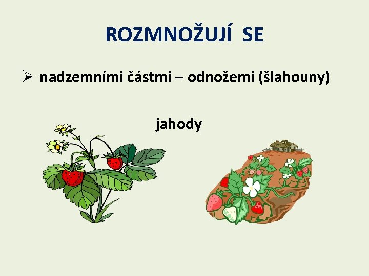 ROZMNOŽUJÍ SE Ø nadzemními částmi – odnožemi (šlahouny) jahody 