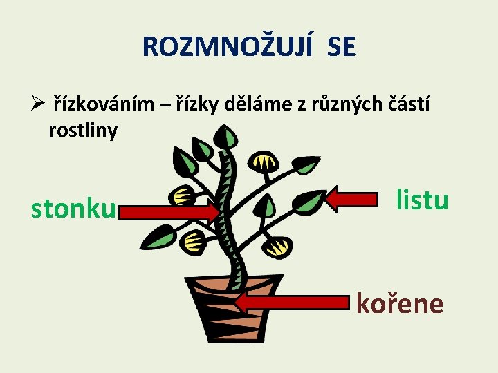 ROZMNOŽUJÍ SE Ø řízkováním – řízky děláme z různých částí rostliny stonku listu kořene