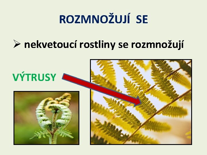 ROZMNOŽUJÍ SE Ø nekvetoucí rostliny se rozmnožují VÝTRUSY 