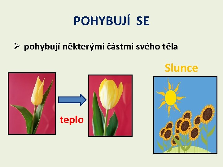 POHYBUJÍ SE Ø pohybují některými částmi svého těla Slunce teplo 