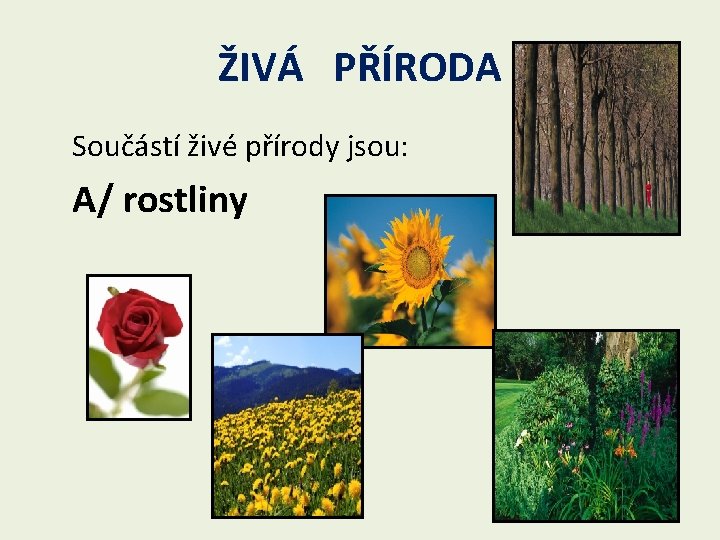 ŽIVÁ PŘÍRODA Součástí živé přírody jsou: A/ rostliny 