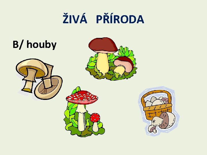 ŽIVÁ PŘÍRODA B/ houby 