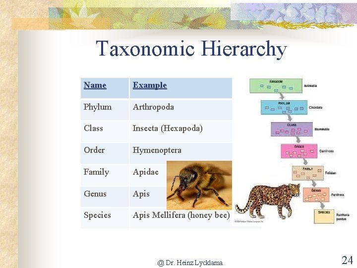 Taxonomic Hierarchy Name Example Phylum Arthropoda Class Insecta (Hexapoda) Order Hymenoptera Family Apidae Genus