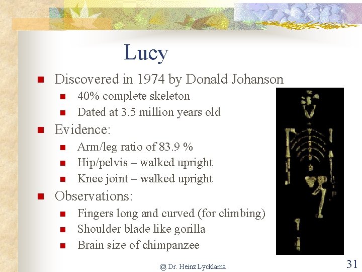 Lucy Discovered in 1974 by Donald Johanson Evidence: 40% complete skeleton Dated at 3.