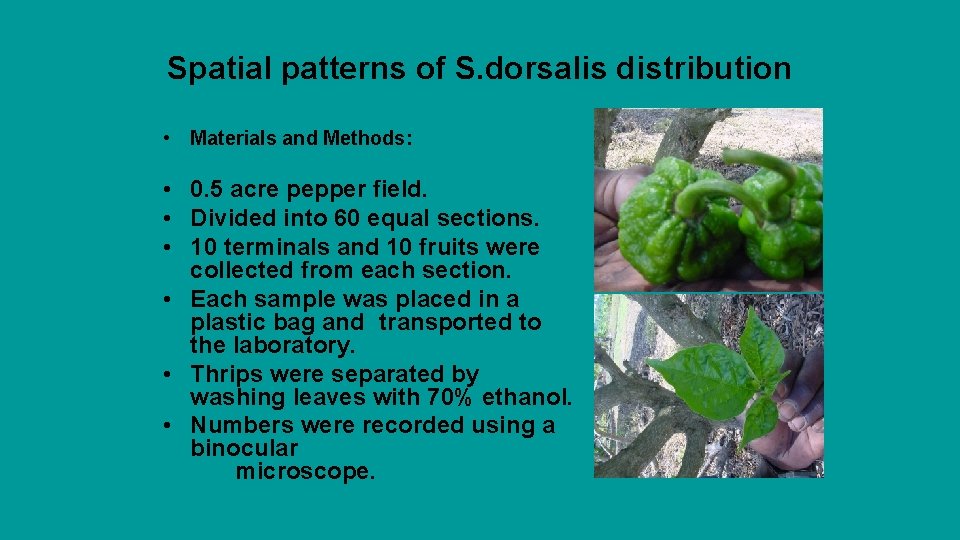 Spatial patterns of S. dorsalis distribution • Materials and Methods: • 0. 5 acre