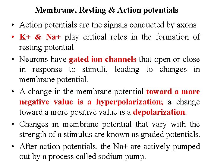 Membrane, Resting & Action potentials • Action potentials are the signals conducted by axons